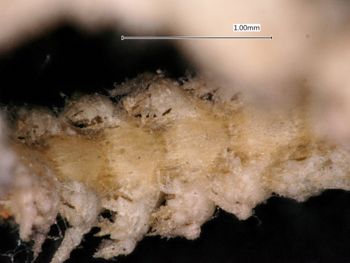 Media type: image; Invertebrate Zoology OPH-2492